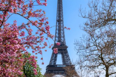 Bahar kiraz çiçekleri Eyfel Kulesi için yumuşak bir doğal çerçeve oluşturur. İlkbaharda Paris, ikonik mimari, çiçekli seyahat arka planı.