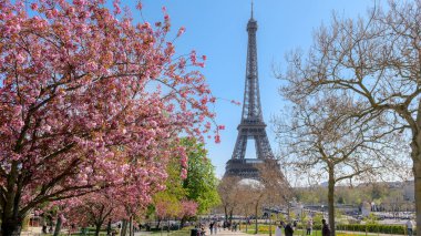 Paris, Fransa, 3 Nisan 2025. Arka planda Eyfel Kulesi olan kiraz ağaçları, Paris 'te ilkbahar, şehir parkı, turizm ve seyahat yaşam tarzı..