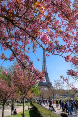 Paris, Fransa, 3 Nisan 2025. İlkbahar manzarası, Eiffel Kulesi. İlkbaharda çiçek açan kiraz çiçekleri, ilkbaharda Paris, ikonik Paris simgesi, seyahat atmosferi, turizm ve mevsimlik şehir hayatı çerçeveli.