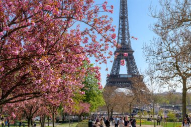 Paris, Fransa, 3 Nisan 2025. İlkbahar manzarası, Eiffel Kulesi. İlkbaharda çiçek açan kiraz çiçekleri, ilkbaharda Paris, ikonik Paris simgesi, seyahat atmosferi, turizm ve mevsimlik şehir hayatı çerçeveli.