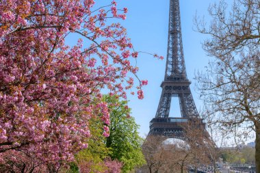 Kiraz çiçekleri ve açık mavi gökyüzünün altındaki Eyfel Kulesi. İlkbahar Paris 'te, ikonik simge, zarif seyahat geçmişi, turizm konsepti.