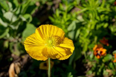 Sarı Papaver çıplaklık çiçeğinin, şampanya kabarcıklarının çeşitliliğinin, parlak yaprakların ve ince sapın yakın plan çekimlerinin, canlı renklerin ve karmaşık bahar çiçekleri yapısının vurgulanması.