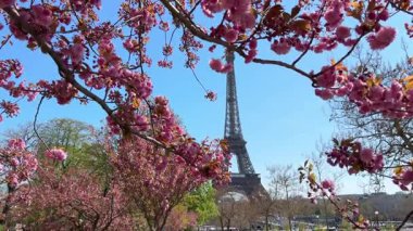 Bahar kiraz çiçekleri Eyfel Kulesi için yumuşak bir doğal çerçeve oluşturur. İlkbaharda Paris, ikonik mimari, çiçekli seyahat arka planı.