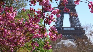 Kiraz çiçekleri ve açık mavi gökyüzünün altındaki Eyfel Kulesi. İlkbahar Paris 'te, ikonik simge, zarif seyahat geçmişi, turizm konsepti.
