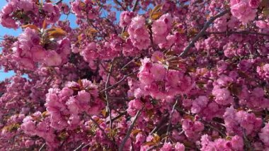 Açık mavi gökyüzüne karşı gerçek kiraz çiçekleri, bahar çiçeklerinde doğal pembe sakura yaprakları, taze mevsimlik çiçek arka planı, romantik bahar atmosferi