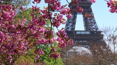 İlkbaharda kiraz çiçekleri ve Eyfel Kulesi ile Paris, ikonik Paris simgesi, mevsimlik seyahat sahnesi, kentsel doğa ve turizm konsepti