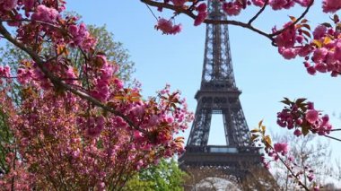 Eyfel Kulesi 'nin önünde çiçek açan kiraz çiçekleri, Paris' te ilkbahar, ünlü simge, temiz seyahat geçmişi, mevsimlik turizm konsepti