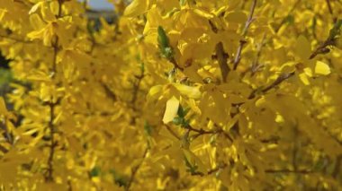 Sarı bahar çiçeklerini gün ışığında çalıların üzerine kapatın. Parlak sarı çiçeklerle kaplı çiçekli dallar. İlkbahar çalıları doğal ışık ve mevsimsel açık hava detaylarını gösteriyor.