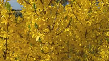 Sarı bahar çiçekleri çalıların üzerinde çiçek açıyor. Parlak sarı çiçekler dalları kaplıyor ve taze bahar doğası sahneleri yaratıyor. Bahar çiçekli çalılar doğal manzaraya canlı mevsimsel renkler ekler.