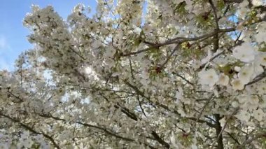 Çiçek açan beyaz kiraz ağacının manzarası ince yaprakların arasından süzülerek güzellik ve dingin mevsim atmosferini yakalıyor.