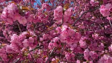 Pastel pembe yapraklı gerçek sakura çiçekleri, bahar tazeliğini ve doğanın dingin, romantik bir ortamda çiçek açmasını temsil eder.