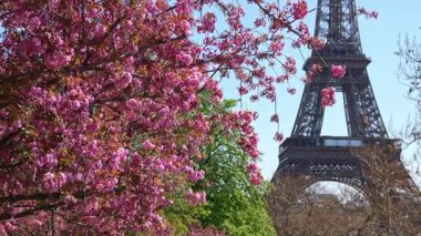 Eyfel Kulesi 'nin önünde çiçek açan kiraz çiçekleri, Paris' te ilkbahar, ünlü simge, temiz seyahat geçmişi, mevsimlik turizm konsepti
