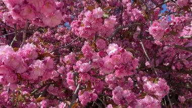 Narin pembe kiraz çiçekleri, taze bahar yaprakları, mevsimin narin güzelliğini ve romantik çiçekli atmosferini yakalıyor.