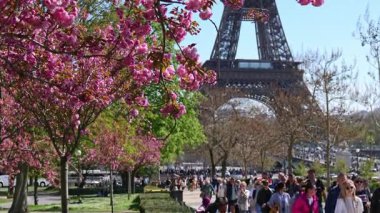 İlkbaharda kiraz çiçekleri ve Eyfel Kulesi ile Paris, ikonik Paris simgesi, mevsimlik seyahat sahnesi, kentsel doğa ve turizm konsepti. 3 Nisan 2025, Paris, Fransa.