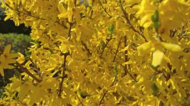 Küçük çiçeklerle kaplı sarı çiçekli çalılara yakın dur. Yoğun sarı çiçekler doğal çiçek dokusunu oluşturur. Bahar çalısı arka plan tasarımı ve dekoratif görseller için uygun yakın