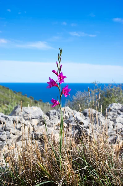 Flor de montaña violeta solitaria contra el mar y el cielo azul —  Fotos de Stock