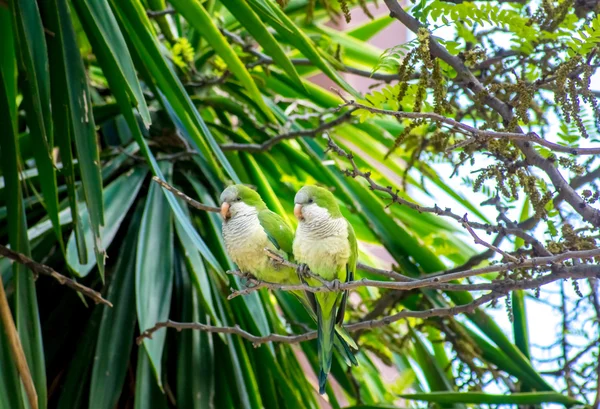 Palmiye ağacı yakınındaki dalı üzerinde iki papağan