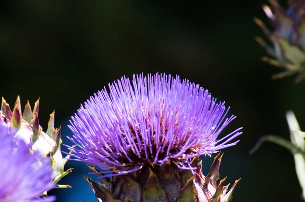 Menekşe dikenli çiçek