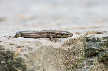 Kayalık orman evinde oturan gri kertenkele