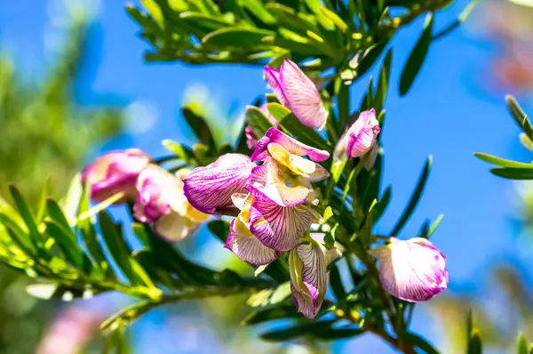 Mor ve beyaz çiçekler mavi gökyüzüne karşı ağaç çiçek açması