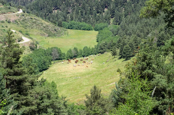 İnekler dağlarda mera üzerinde göster