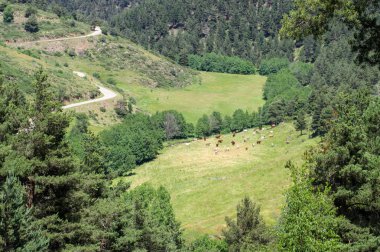 Mera ineklerin dağlarda yaz aylarında görüntüleyin