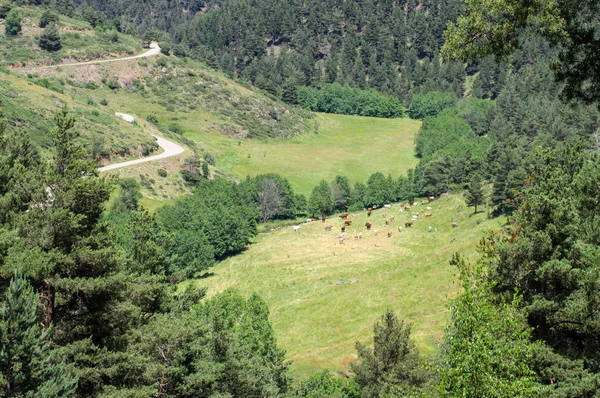 Mera ineklerin dağlarda yaz aylarında görüntüleyin