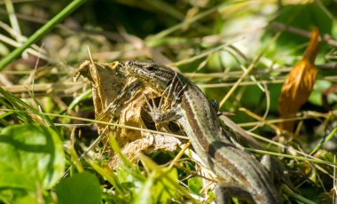 Orman Çim oturan meraklı ve dikkatli gri kertenkele