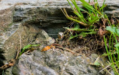 Aç gri kertenkele karıncalar için onun delik avcılık içinde