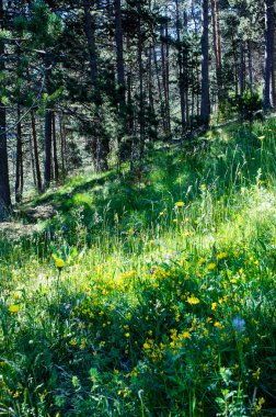 Çayır çiçek Pyrenees ormanında tam