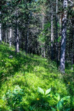 Ormanda taze yaz sabahları yürüyüş