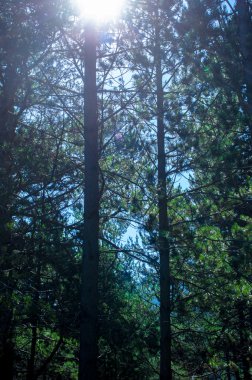 Ormandaki çam ağaçları ile ışık saçan güneş ışığı