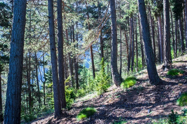 Vandra i skogen på en varm solig dag i Pyrenéerna — Stockfoto