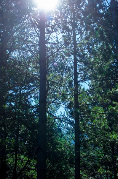 Ormandaki çam ağaçları ile ışık saçan güneş ışığı