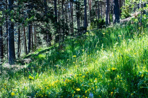 Äng full av blommor i skogen i Pyrenéerna — Stockfoto