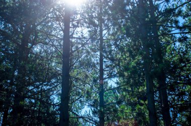 Ormandaki çam ağaçları ile ışık saçan güneş ışığı