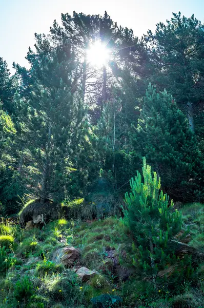 Strålar solen komma igenom grenarna i trädet fir — Stockfoto