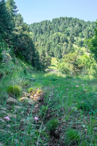 Gå djupt in i skogen i Pyrenéerna — Stockfoto
