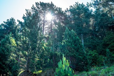 Köknar ağacı dalları ile gelen güneş ışınları