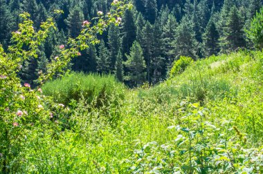 Bol taze yeşil çayır