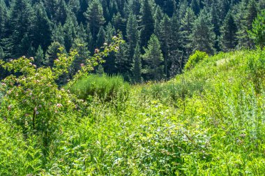 Bol taze yeşil çayır