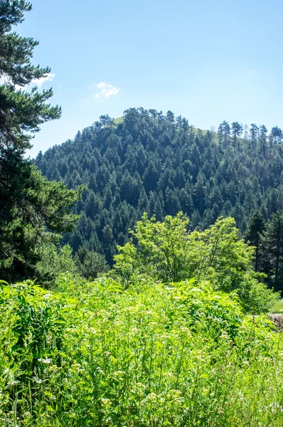 Tepe ve orman Manzaralı 