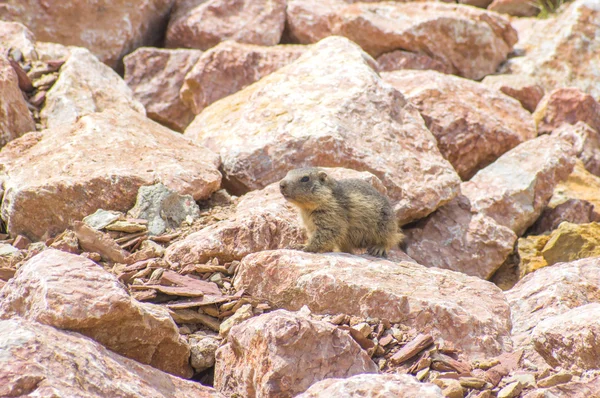 Marmotta nascosta tra le rocce — Foto Stock