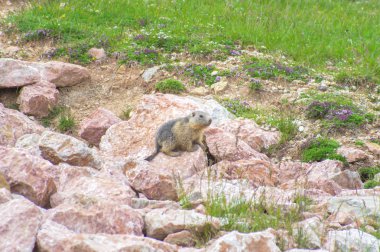Marmot kayalarda saklanıyor