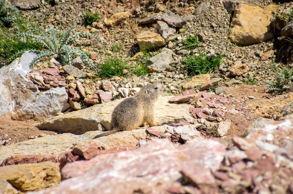 Marmotta nascosta tra le rocce — Foto Stock
