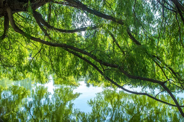 Göl üzerinde yeşil ağaç dalları