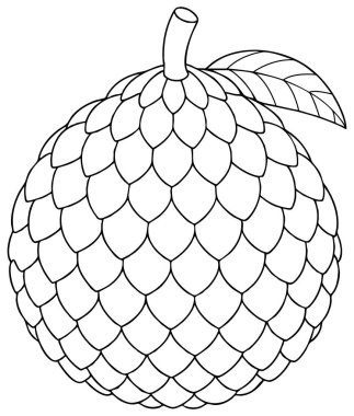 Botanik illüstrasyon ve yaratıcı tasarım için uygun yaprak ve kök tropikal çizim ile salak meyvesinin ayrıntılı el çizimi