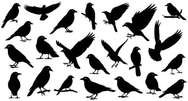 Sayısız karga ve kuzgunun yer aldığı yüksek kontrastlı siyah siluet koleksiyonu. Kuşlar, ayakta durmak, dallara tünemek ve kanatlarını tamamen açmış veya hareket halinde uçmanın çeşitli aşamaları gibi çeşitli poziyonlarda tasvir edilir. İma.