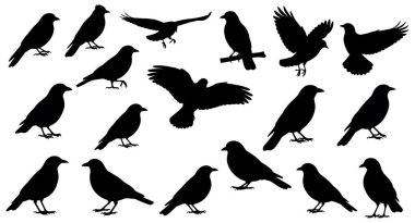 Dijital bir illüstrasyonda, düz beyaz bir zemin üzerinde sıralanmış 18 adet siyah kuş silueti yer almaktadır. Siluetler kuşları tasvir ediyor, muhtemelen kargalar veya kuzgunlar, çeşitli pozlarda. Bunlar, görünmeyen dallara tünemiş, dik duran kuşları içerir.