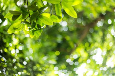 doğa, arka plan, soyut